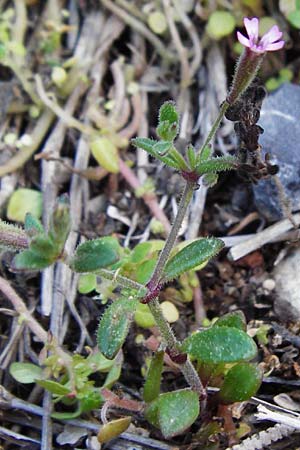 Silene sedoides \ Mauerpfeffer-Leimkraut / Hairy Catchfly, Kreta/Crete Moni Kapsa 10.4.2015