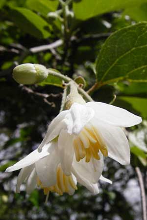 Styrax officinalis \ Echter Styraxbaum / Styrax Tree, Kreta/Crete Preveli 3.4.2015