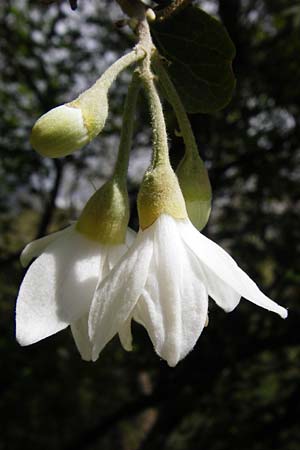 Styrax officinalis \ Echter Styraxbaum / Styrax Tree, Kreta/Crete Preveli 3.4.2015