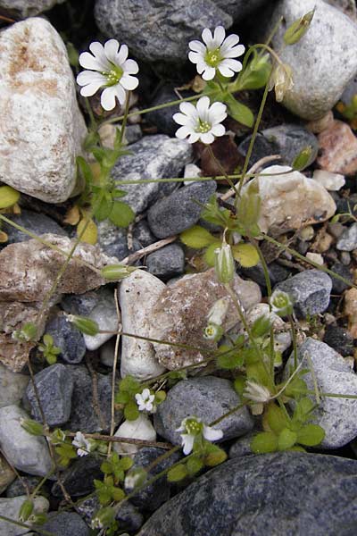 Cerastium scaposum \ Schaft-Hornkraut / Scapose Mouse-Ear, Kreta/Crete Aradena - Schlucht / Gorge 4.4.2015