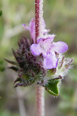 Satureja thymbra \ Thymianblttriges Bohnenkraut / Thyme-Leaved Savory, Pink Savory, Kreta/Crete Kato Chorio 10.4.2015