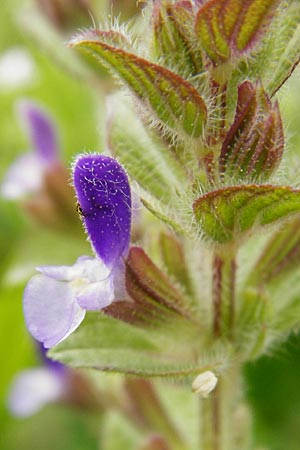 Salvia viridis / Annual Clary, Crete Preveli 3.4.2015