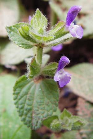 Salvia viridis / Annual Clary, Crete Zakros - Gorge 8.4.2015