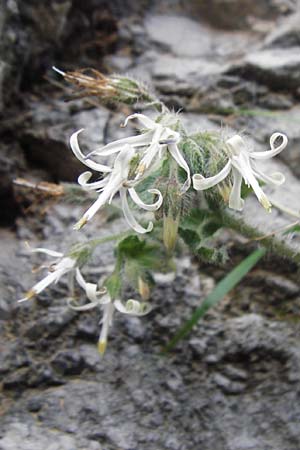 Symphytum creticum \ Kreta-Beinwell / Cretan Gorge Comfrey, Kreta/Crete Kotsifou - Schlucht / Gorge 2.4.2015