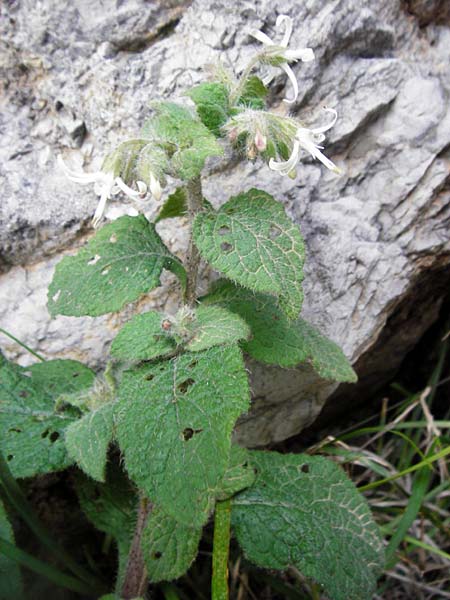 Symphytum creticum / Cretan Gorge Comfrey, Crete Kotsifou - Gorge 2.4.2015