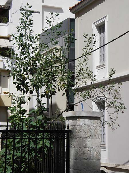 Nicotiana glauca \ Blaugrner Tabak, Baum-Tabak / Tree Tobacco, Kreta/Crete Heraklion 31.3.2015