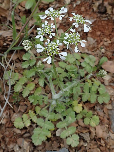 Tordylium apulum \ Apulische Zirmet / Mediterranean Hartwort, Kreta/Crete Arhanes, Jouhtas 30.3.2015