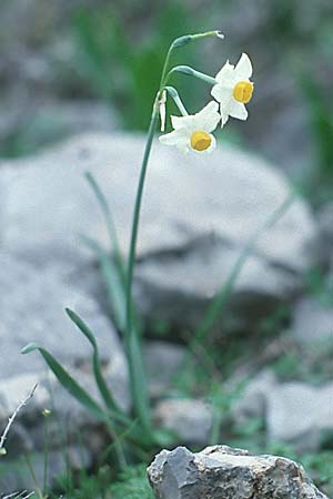 Narcissus tazetta \ Tazette / Bunch-flowered Narcissus, Kreta/Crete Kato Zakros 2.1.1999