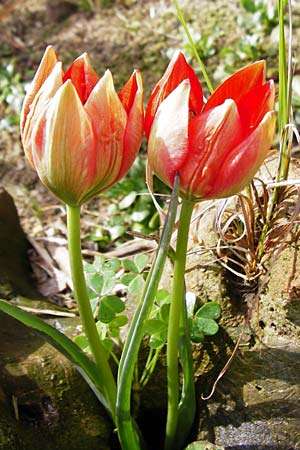 Tulipa doerfleri \ Drflers Tulpe, Kreta Spili 9.4.2015