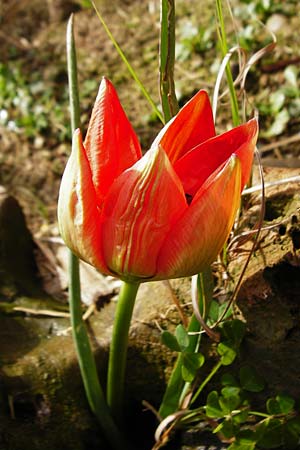 Tulipa doerfleri \ Drflers Tulpe, Kreta Spili 9.4.2015