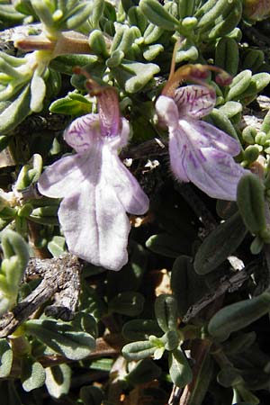 Teucrium brevifolium \ Kurzblttriger Gamander, Kreta Vai 9.4.2015