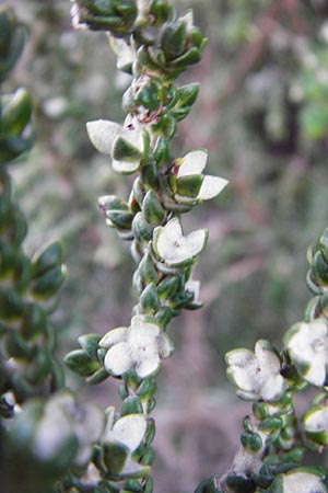 Thymelaea hirsuta \ Behaarte Spatzenzunge, Kreta Choudetsi 1.4.2015