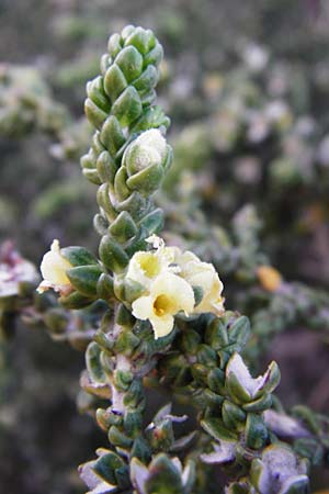 Thymelaea hirsuta \ Behaarte Spatzenzunge / Mitnan, Kreta/Crete Choudetsi 1.4.2015