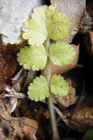 Tordylium apulum \ Apulische Zirmet, Kreta Arhanes, Jouhtas 30.3.2015