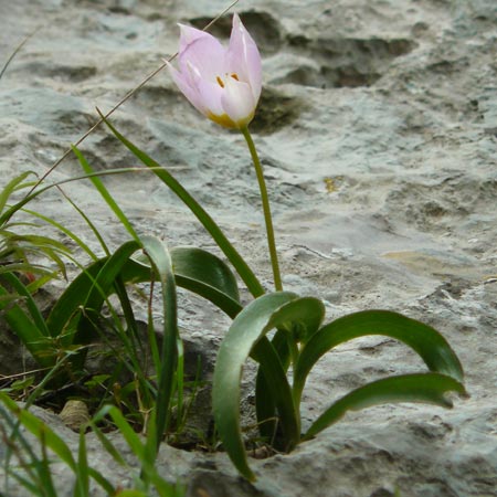 Tulipa saxatilis \ Felsen-Tulpe / Candia Tulip, Kreta/Crete Kotsifou - Schlucht / Gorge 2.4.2015