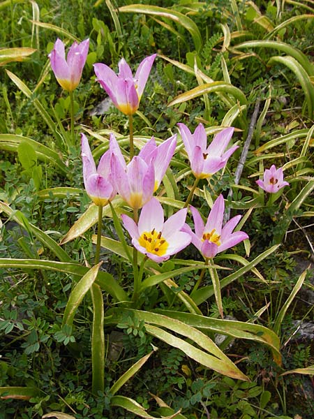 Tulipa saxatilis \ Felsen-Tulpe / Candia Tulip, Kreta/Crete Spili 5.4.2015