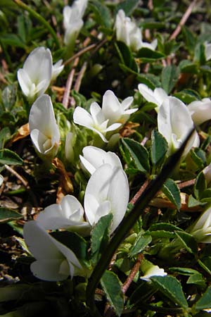 Trifolium uniflorum \ Einbltiger Klee / One-Flowered Clover, Kreta/Crete Spili 5.4.2015
