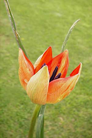 Tulipa doerfleri \ Drflers Tulpe / Doerfler's Tulip, Kreta/Crete Spili 8.4.2015