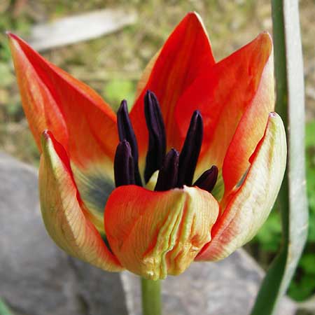 Tulipa doerfleri \ Drflers Tulpe, Kreta Spili 8.4.2015