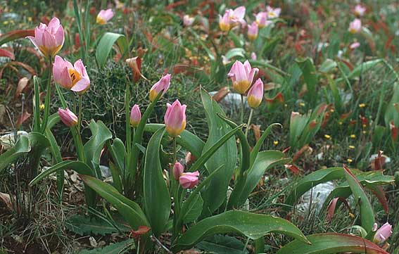 Tulipa saxatilis \ Felsen-Tulpe / Candia Tulip, Kreta/Crete Thripti 14.4.1990