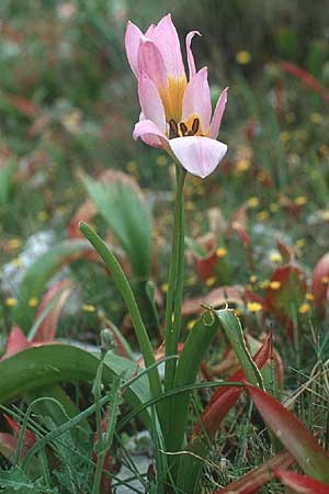 Tulipa saxatilis \ Felsen-Tulpe / Candia Tulip, Kreta/Crete Thripti 14.4.1990