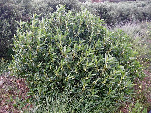 Myoporum laetum \ Drsenstrauch, Ngaio-Baum / Mousehole Tree, Coast Myoporum, Kreta/Crete Palecastro 9.4.2015