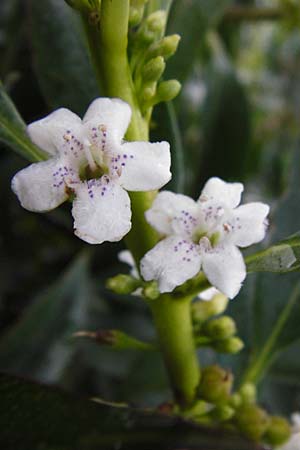 Myoporum laetum \ Drsenstrauch, Ngaio-Baum / Mousehole Tree, Coast Myoporum, Kreta/Crete Palecastro 9.4.2015