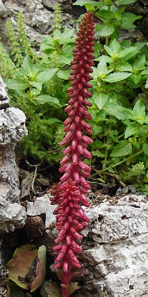 Umbilicus rupestris \ Hngendes Nabelkraut / Navelwort, Kreta/Crete Zakros - Schlucht / Gorge 8.4.2015