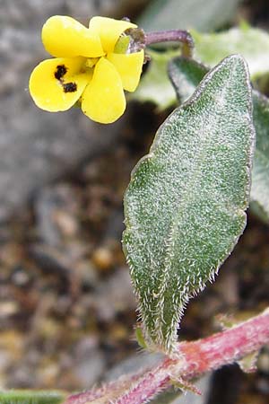 Viola scorpiuroides \ Skorpions-Veilchen, Kreta Vai 9.4.2015