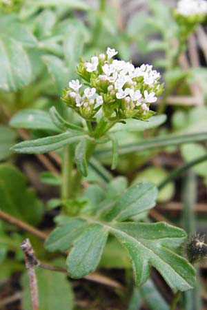 Centranthus calcitrapae \ Fuangel-Spornblume, Kreta Arhanes, Jouhtas 30.3.2015