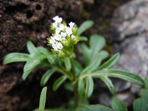 Centranthus calcitrapae \ Fuangel-Spornblume / Annual Valerian, Kreta/Crete Arhanes, Jouhtas 30.3.2015