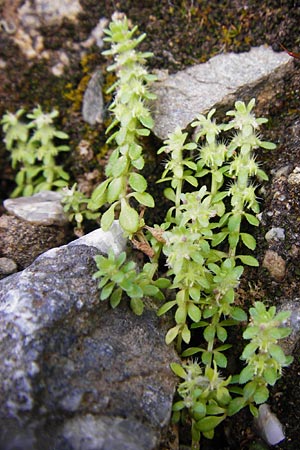 Valantia aprica \ Groes Schuttkraut / Tall Valantia, Kreta/Crete Preveli 3.4.2015