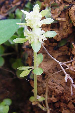 Valantia aprica \ Groes Schuttkraut / Tall Valantia, Kreta/Crete Aradena - Schlucht / Gorge 4.4.2015