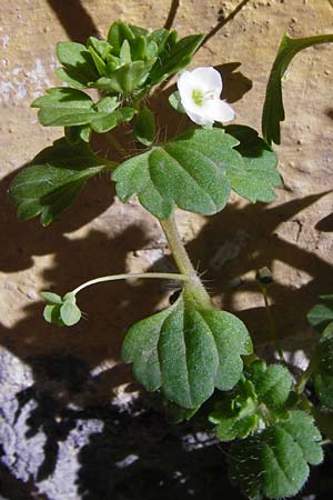 Veronica cymbalaria \ Zymbelkraut-Ehrenpreis / Cymbalaria-Leaved Speedwell, Kreta/Crete Arhanes 1.4.2015