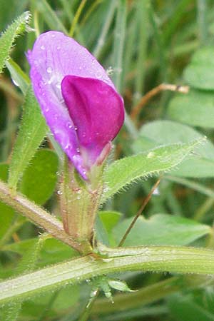 Vicia sativa var. sativa \ Saat-Wicke, Echte Futter-Wicke / Common Vetch, Kreta/Crete Ano Zakros 8.4.2015