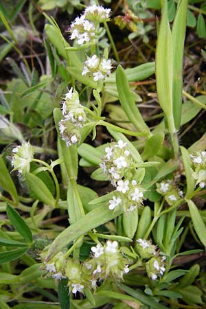 Valerianella obtusiloba \ Stumpflappiger Feld-Salat / Obtuse-Lobed Corn Salad, Kreta/Crete Kavousi 11.4.2015