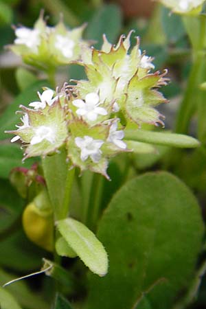 Valerianella obtusiloba \ Stumpflappiger Feld-Salat / Obtuse-Lobed Corn Salad, Kreta/Crete Kavousi 11.4.2015