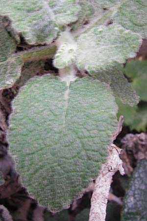 Verbascum arcturus \ Kreta-Knigskerze, Brenschwanz-Knigskerze / Cretan Bear's Tail, Kreta/Crete Kotsifou - Schlucht / Gorge 2.4.2015