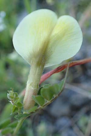 Vicia hybrida \ Hybrid-Wicke / Hairy Vellow-Vetch, Kreta/Crete Arhanes, Jouhtas 30.3.2015