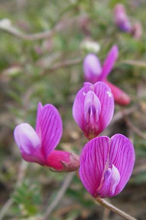 Vicia cretica \ Kretische Wicke, Kreta Mirsini 7.4.2015