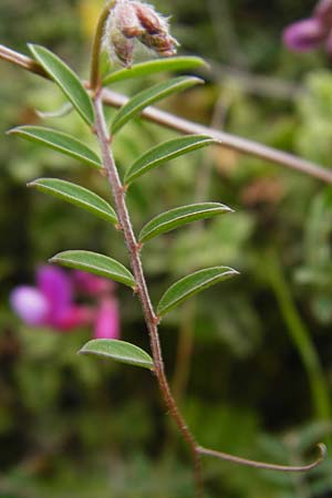 Vicia cretica \ Kretische Wicke, Kreta Mirsini 7.4.2015