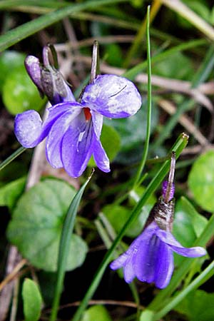 Viola reichenbachiana \ Wald-Veilchen / Early Dog Violet, Kreta/Crete Thripti 10.4.2015