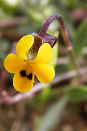 Viola scorpiuroides \ Skorpions-Veilchen / Scorpion Violet, Kreta/Crete Vai 9.4.2015