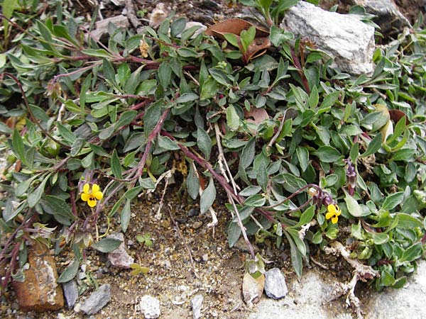 Viola scorpiuroides \ Skorpions-Veilchen / Scorpion Violet, Kreta/Crete Vai 9.4.2015