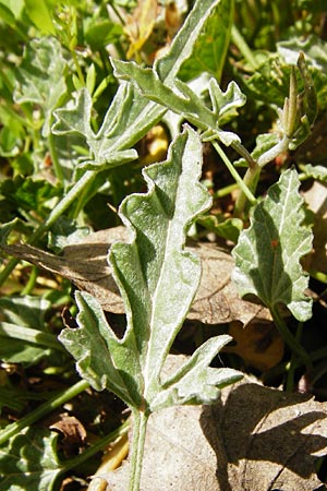 Convolvulus althaeoides \ Malvenblttrige Winde, Kreta Armeni 7.4.2015