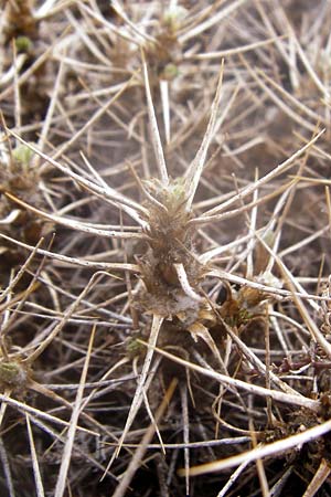 Astragalus creticus \ Kretischer Tragant, Kreta Ideon Andron 2.4.2015