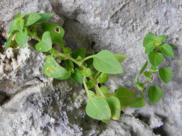 Theligonum cynocrambe \ Hundskohl, Kreta Aradena - Schlucht 4.4.2015