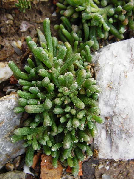 Mesembryanthemum nodiflorum \ Knotenbltige Mittagsblume / Slenderleaf Iceplant, Kreta/Crete Itanos 9.4.2015