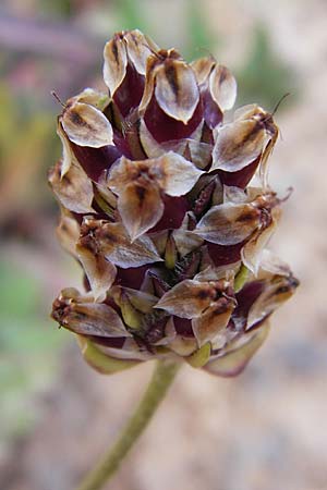 Plantago squarrosa \ Bumchen-Wegerich / Bracted Plantain, Kreta/Crete Moni Kapsa 10.4.2015