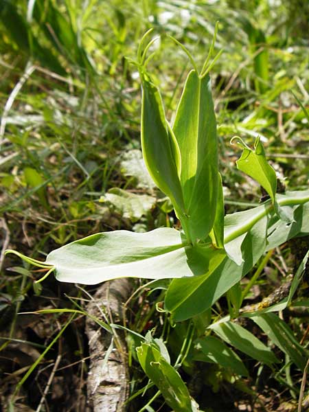 Lathyrus ochrus \ Flgel-Platterbse, Scheidige Platterbse / Winged Vetchling, Cyprus Vetch, Kreta/Crete Armeni 7.4.2015